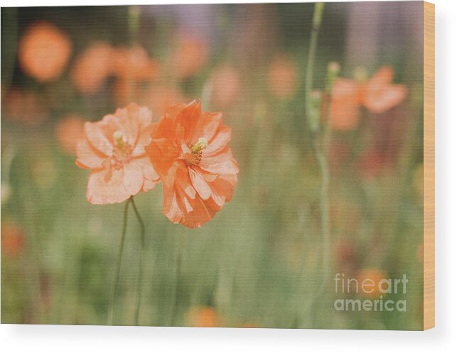 Flowers Wood Print featuring the photograph Flower Buddies by Ana V Ramirez