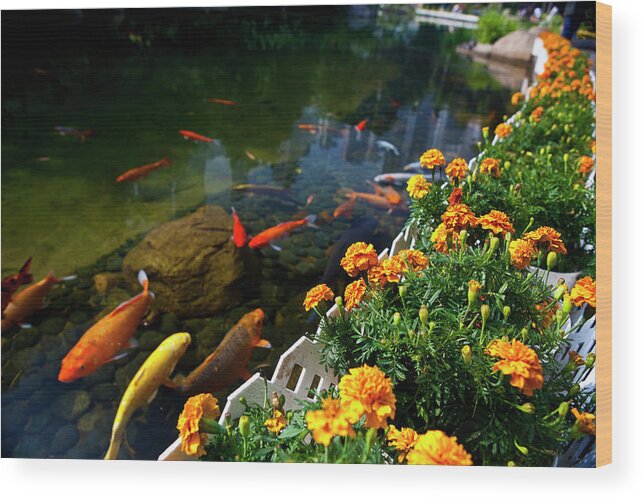 Pets Wood Print featuring the photograph Flower Garden And Koi Fish by Joshua Wong Photography
