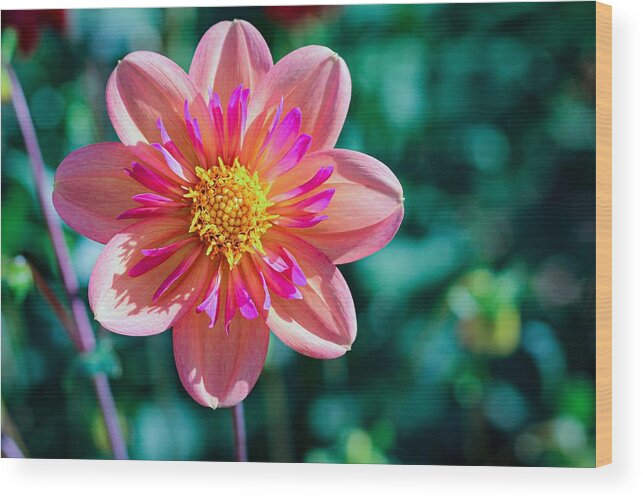 Flower Wood Print featuring the photograph Flower II by Anamar Pictures