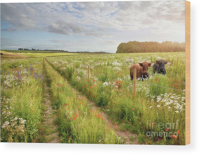 Norfolk Wood Print featuring the photograph Norfolk flower meadow and two cows by Simon Bratt