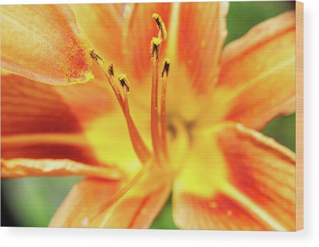 Day Lily Wood Print featuring the photograph Flower Pollen by Jason Fink