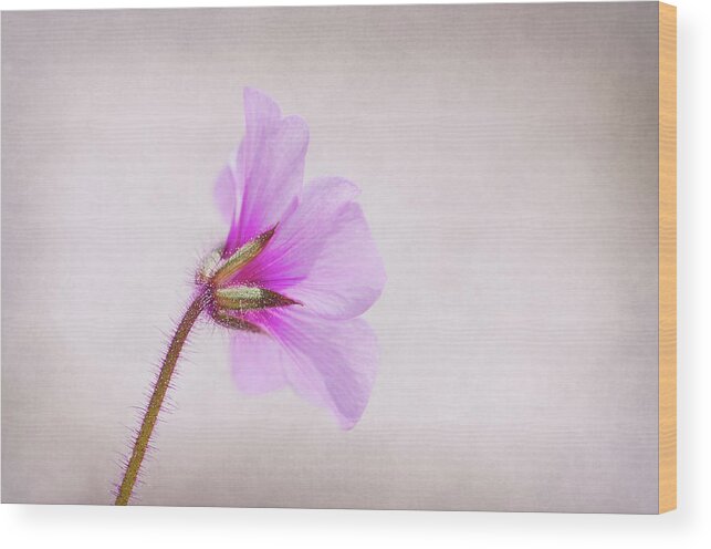 Petal Wood Print featuring the photograph Flower by Skcphotography