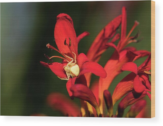 Animals Wood Print featuring the photograph Flower Spider on Crocosmia by Robert Potts