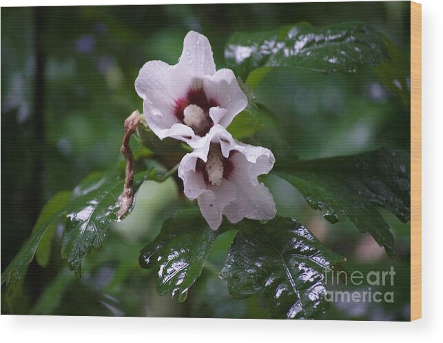 Flowers Wood Print featuring the photograph Flowers After The Rain by Aicy Karbstein