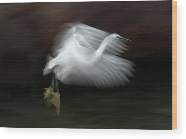 Egret Wood Print featuring the photograph Flying At Dusk by Xavier Ortega