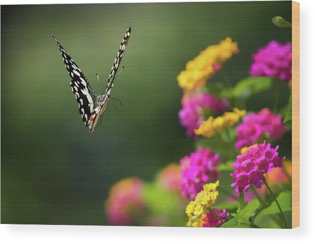 Taiwan Wood Print featuring the photograph Flying Common Lime Swallowtail by © Copyright 2011 Sharleen Chao