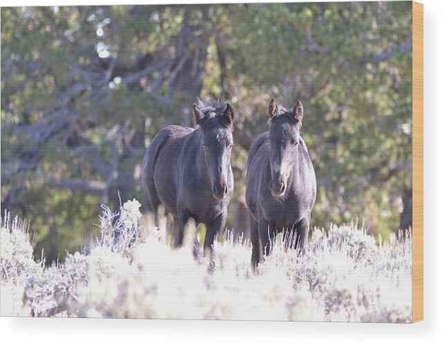 Wild Wood Print featuring the photograph Foals of the Mountain by Mariah Sharee