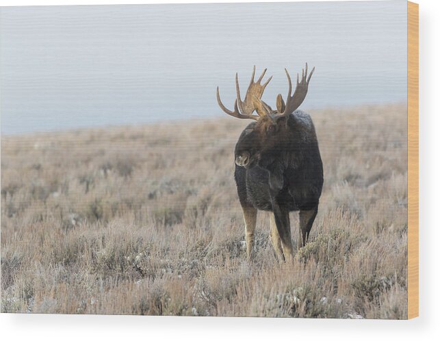 Moose Wood Print featuring the photograph Fog rolls in by Ronnie And Frances Howard