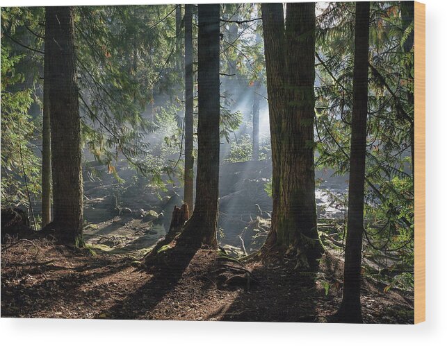 Alex Lyubar Wood Print featuring the photograph Foggy morning in the forest by Alex Lyubar