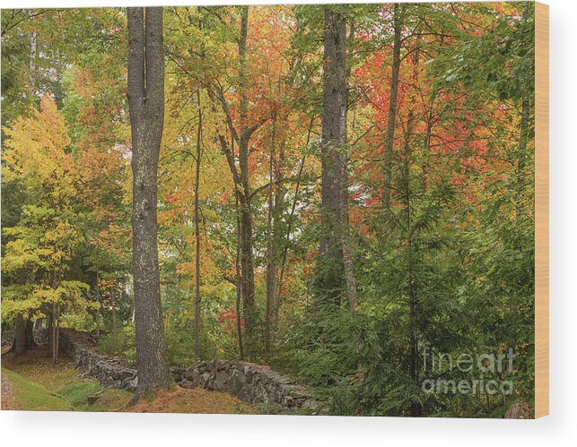 Maine Wood Print featuring the photograph Follow the Trail by Karin Pinkham