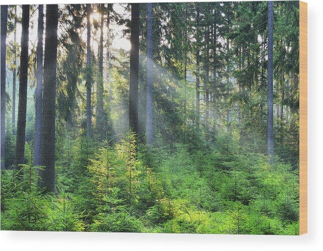Scenics Wood Print featuring the photograph Forest In The Morning by Raimund Linke