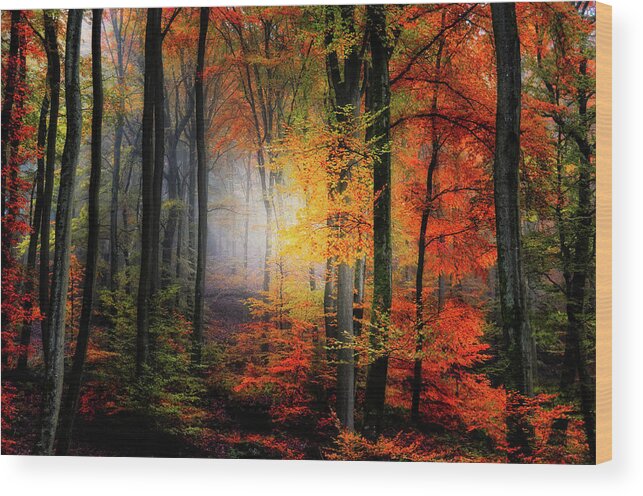 Forest Wood Print featuring the photograph Forest Light by Philippe Sainte-Laudy