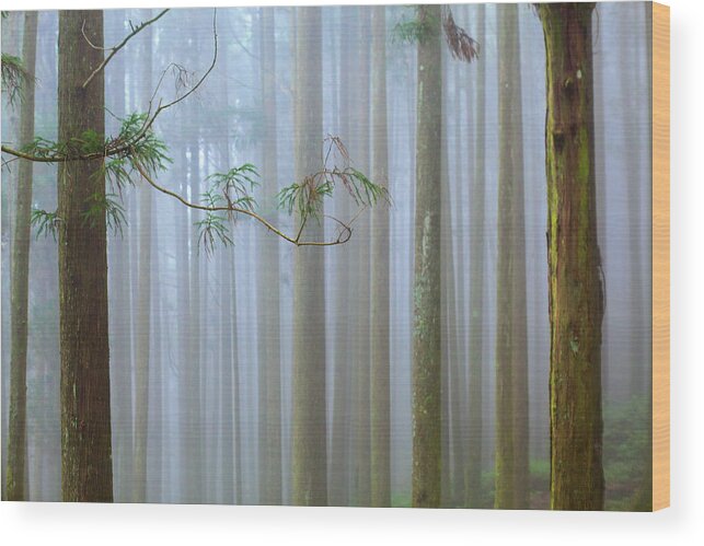 Tranquility Wood Print featuring the photograph Forest Mist by Higrace Photo