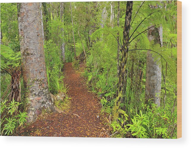 Outdoors Wood Print featuring the photograph Forest Trail by Raimund Linke