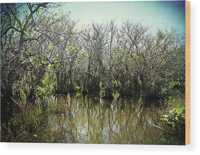 Lake Trafford Wood Print featuring the photograph Spooked In The Everglades by Kathi Mirto