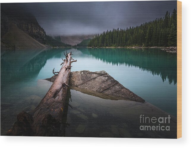 British Columbia Wood Print featuring the photograph Forgotten Tree by Tim Shields
