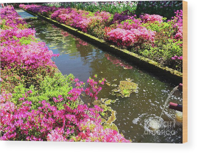 Garden Wood Print featuring the photograph Pink Rododendron Flowers by Anastasy Yarmolovich