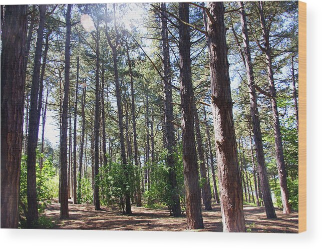 Formby Wood Print featuring the photograph  FORMBY. Woodland By The Coast by Lachlan Main