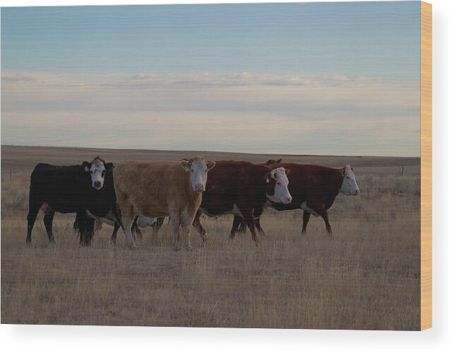 Animal Themes Wood Print featuring the photograph Four Cows by Geostock