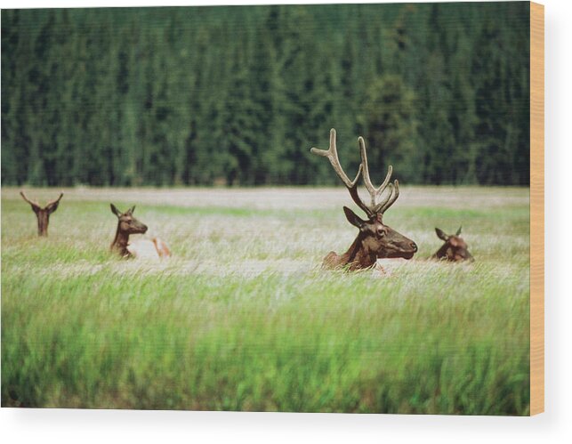 Horned Wood Print featuring the photograph Four Moose In A Field, Yellowstone by Medioimages/photodisc