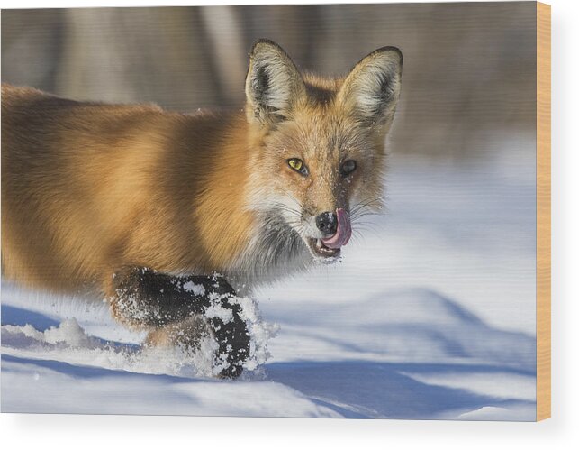 Wild Wood Print featuring the photograph Fox Hunting In Winter by Mircea Costina