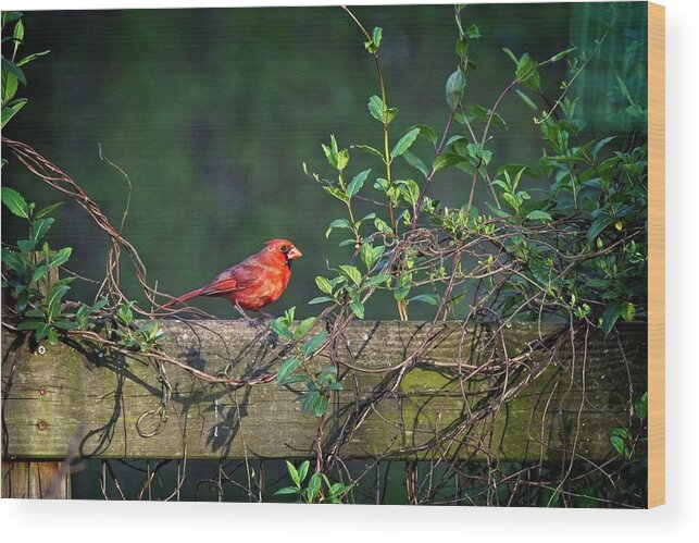Wildlife Wood Print featuring the photograph Framed Cardinal by John Benedict