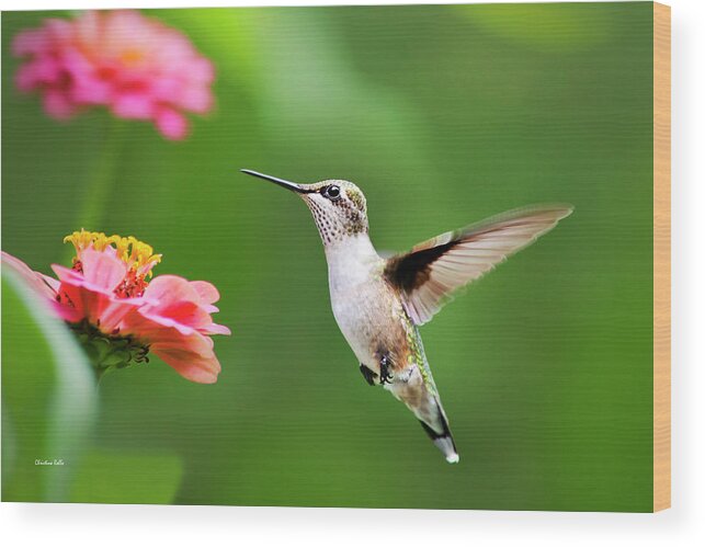 Hummingbird Wood Print featuring the photograph Free As A Bird Hummingbird by Christina Rollo
