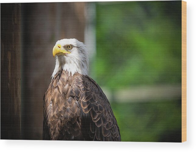 Eagle Wood Print featuring the photograph Freedom Eagle by Mike Whalen