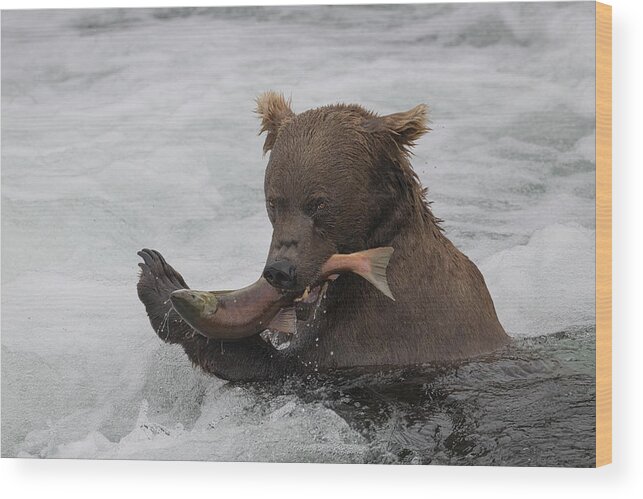 Bear Wood Print featuring the photograph Fresh Salmon by Tracy