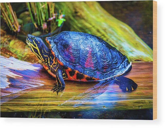 Freshwater Wood Print featuring the photograph Freshwater Aquatic Turtle by Garry Gay