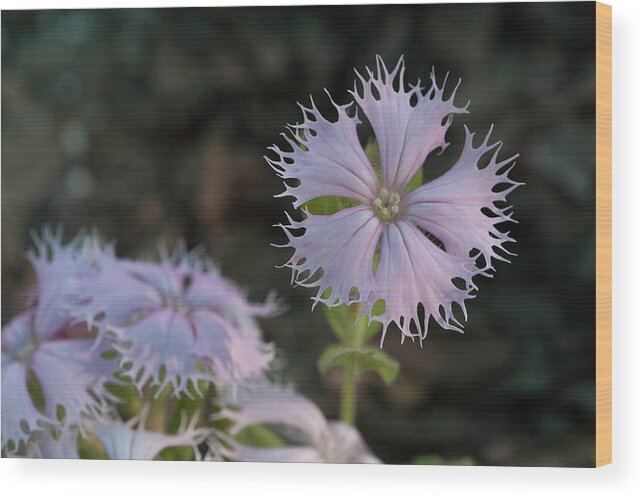 Fringed Catchfly Wood Print featuring the photograph Fringed Catchfly by Paul Rebmann