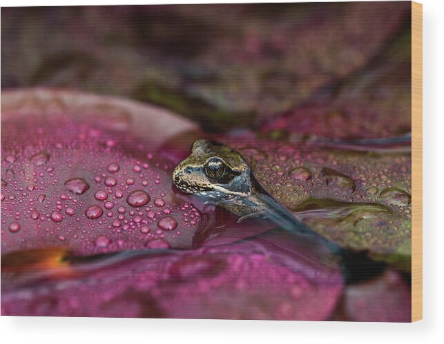 Amphibians Wood Print featuring the photograph Froggy Weather by Robert Potts