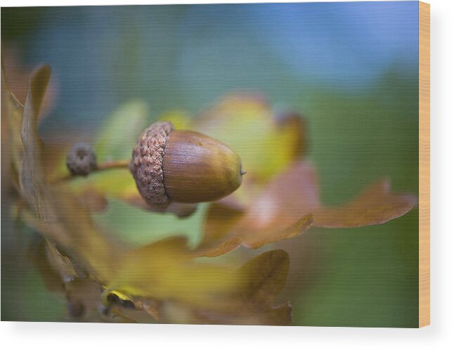 Acorn Wood Print featuring the photograph From Little Acorns by Jacky Parker