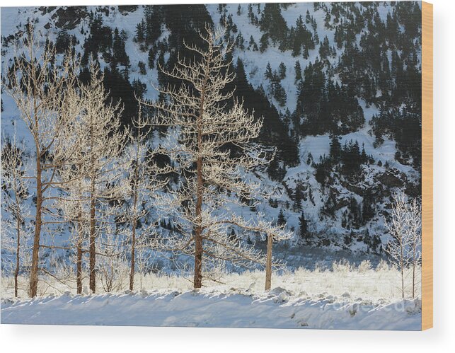 Sunlight Wood Print featuring the photograph Frost covered trees on the Portage Glacier Highway Alaska by Louise Heusinkveld