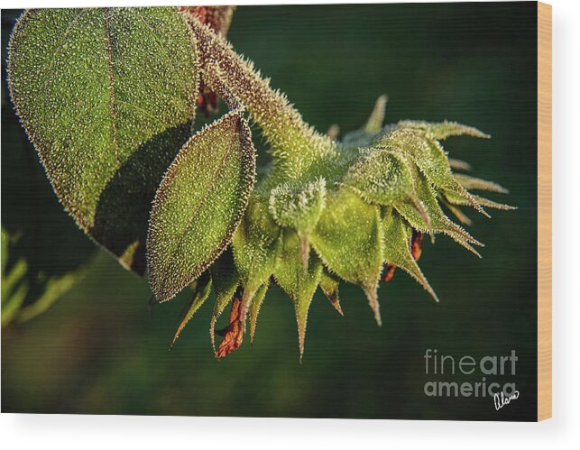 Maine Wood Print featuring the photograph Frost on Sunflower by Alana Ranney