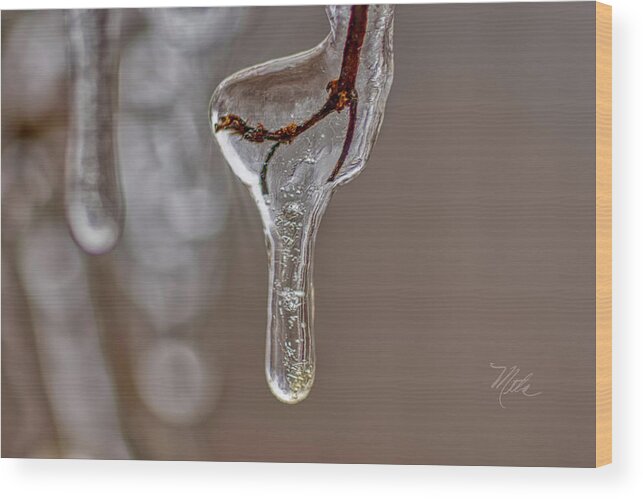 Macro Photography Wood Print featuring the photograph Frozen In Time by Meta Gatschenberger