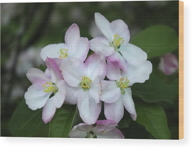 Apple Blossoms Wood Print featuring the photograph Full Bloom Apple Blossoms by David T Wilkinson