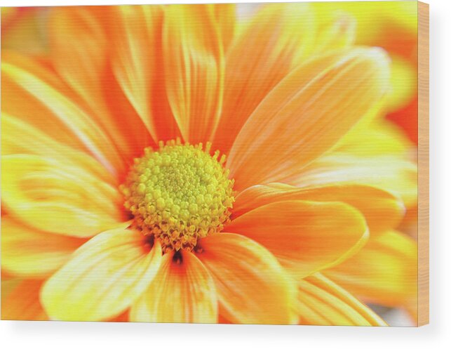 Orange Color Wood Print featuring the photograph Full Frame Orange Daisy Macro Selective by Jpecha