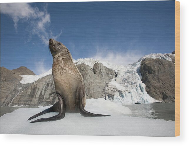 Snow Wood Print featuring the photograph Fur Seals Arctocephalus Gazella In Snow by Paul Souders