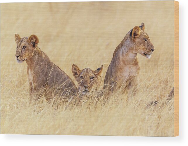 Lion Wood Print featuring the photograph Future Patriarchs by Jeffrey C. Sink