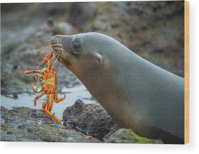 Adult Wood Print featuring the photograph Galapagos Sea Lion With Sally Lightfoot by Tui De Roy