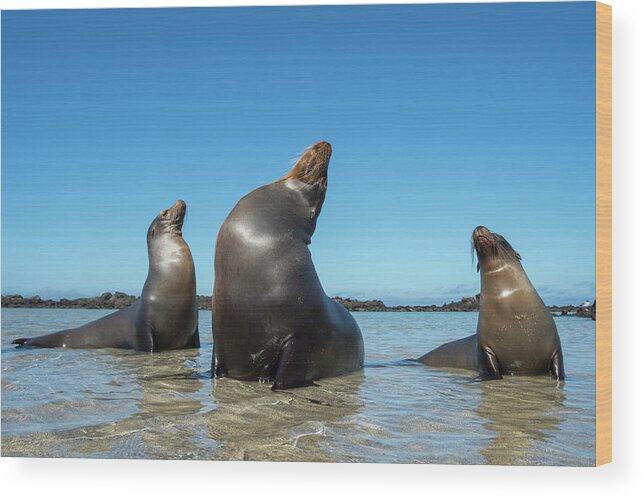 Animal In Habitat Wood Print featuring the photograph Galapagos Sea Lions Basking In Cove by Tui De Roy