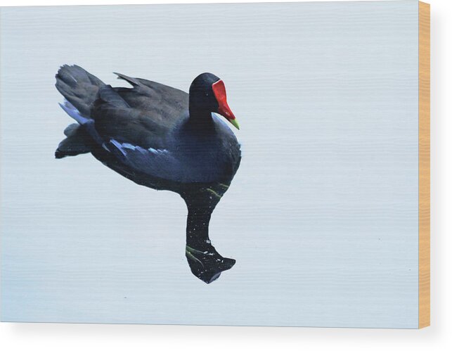 Gallinule Wood Print featuring the photograph Gallinule by Debbie Oppermann