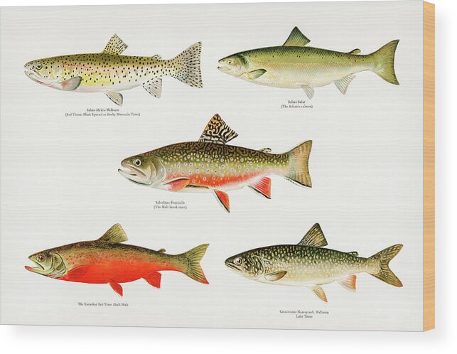David Letts Wood Print featuring the drawing Game Fish of America by David Letts