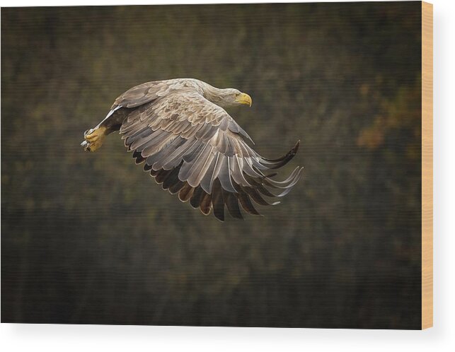 Eagle Wood Print featuring the photograph Gandalf Eagle by Marcel peta