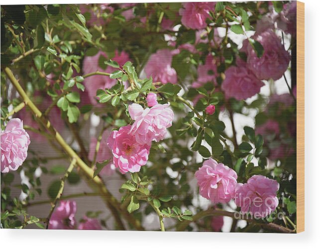 Original Nature/floral Photography - Lovely Pink Roses - All Rights Reserved - Copyright: Lisa Argyropoulos Wood Print featuring the photograph Garden Romance by Lisa Argyropoulos