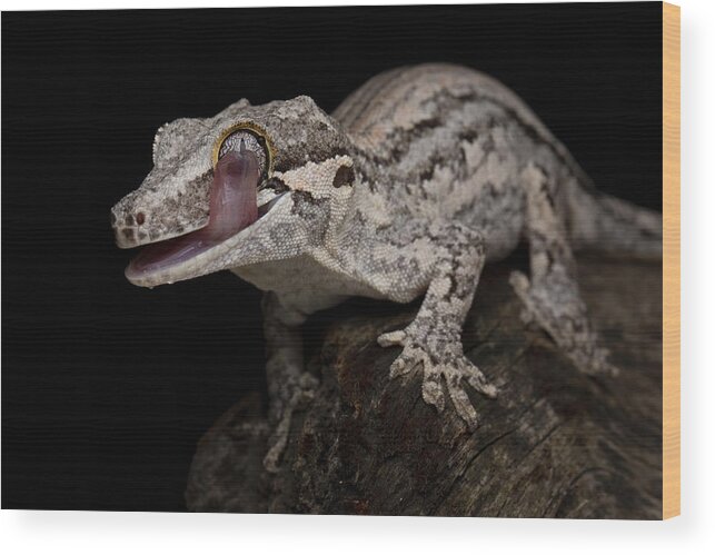 Animal Wood Print featuring the photograph Gargoyle Gecko by Kurit Afsheen