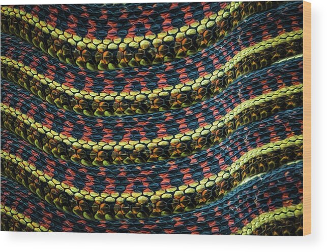 Herps Wood Print featuring the photograph Garter Pattern by Jeff Phillippi