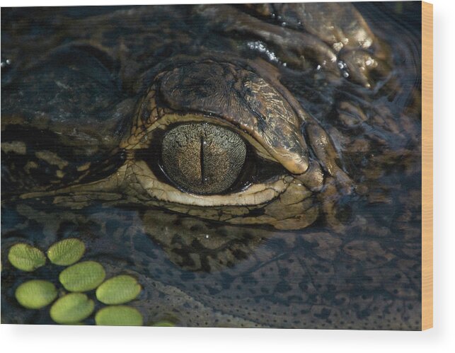 Alligator Wood Print featuring the photograph Gators Eye by Joe Leone