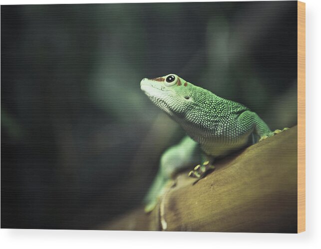 San Francisco Wood Print featuring the photograph Gecko by Photo By Basheer Tome.